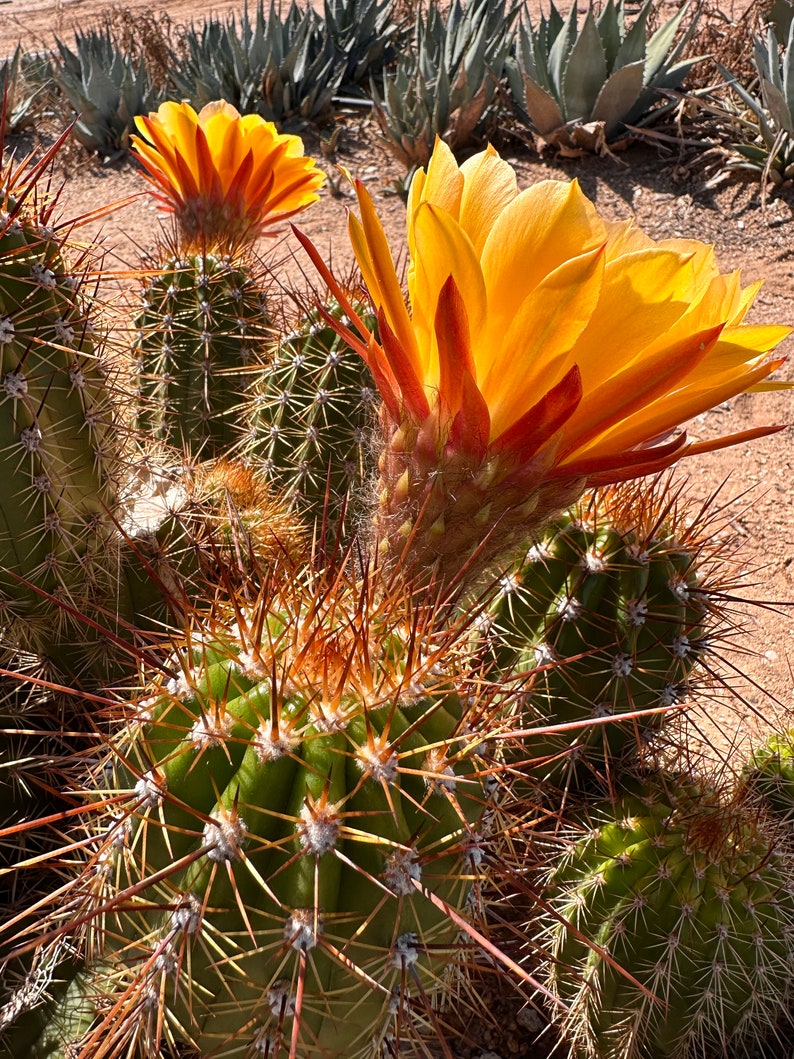 Trichocereus Hybrids (Assorted Colors)