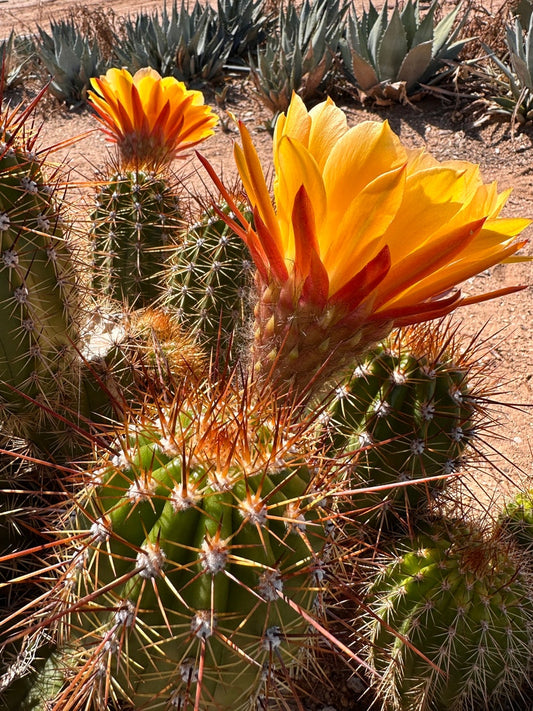 Trichocereus Hybrids (Assorted Colors)