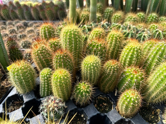 Echinopsis: 07/2/24 W