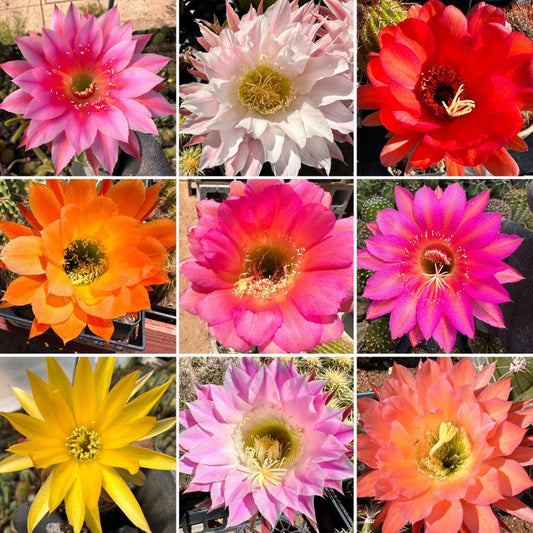 Echinopsis: 07/02/24 DG 7