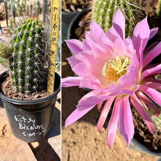 Echinopsis: 05/27/24 1 Gallon XL